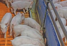 Weaner to grower: piggery turns waste into profit weaner pigs