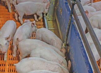Weaner to grower: piggery turns waste into profit weaner pigs