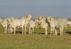 Brahman: a legacy of adaptability and strength in South Africa brahman cattle