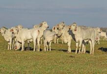 Brahman: a legacy of adaptability and strength in South Africa brahman cattle