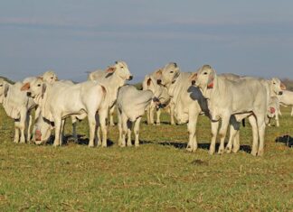 Brahman: a legacy of adaptability and strength in South Africa