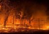 Western Cape faces disaster as drought, wildfires batter agriculture