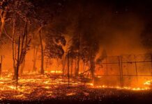 Western Cape faces disaster as drought, wildfires batter agriculture