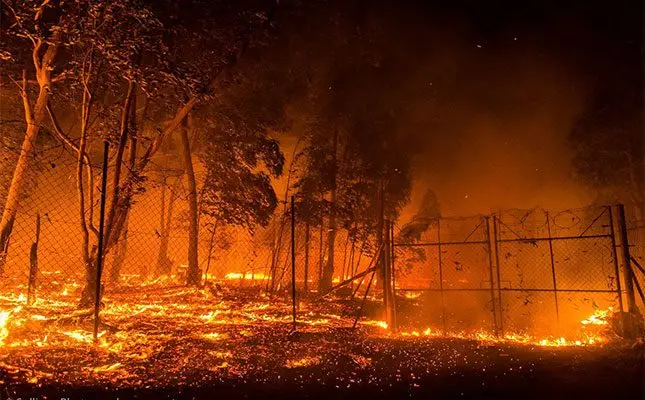 Western Cape faces disaster as drought, wildfires batter agriculture