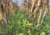 Can regenerative agriculture provide an income stream? winter crop between maize crop
