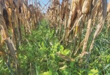 winter crop between maize crop