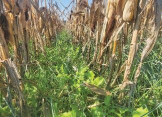 Can regenerative agriculture provide an income stream? winter crop between maize crop