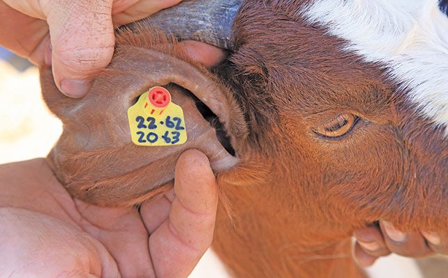 Boer goat kid ear tag