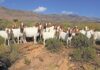Boer goats: Resilient animals thriving even on hostile terrain boer goats on giel Swiegers farm