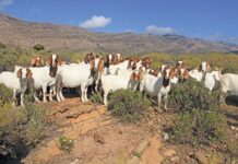 Boer goats: Resilient animals thriving even on hostile terrain boer goats on giel Swiegers farm