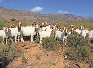 Boer goats: Resilient animals thriving even on hostile terrain boer goats on giel Swiegers farm