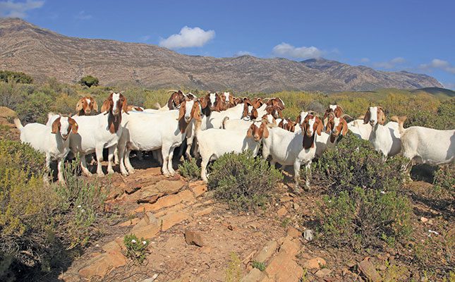 Boer goats: Resilient animals thriving even on hostile terrain boer goats on giel Swiegers farm