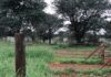 FMD outbreak near Gouda remains contained, quarantine under review