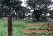 FMD outbreak near Gouda remains contained, quarantine under review