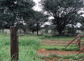 FMD outbreak near Gouda remains contained, quarantine under review