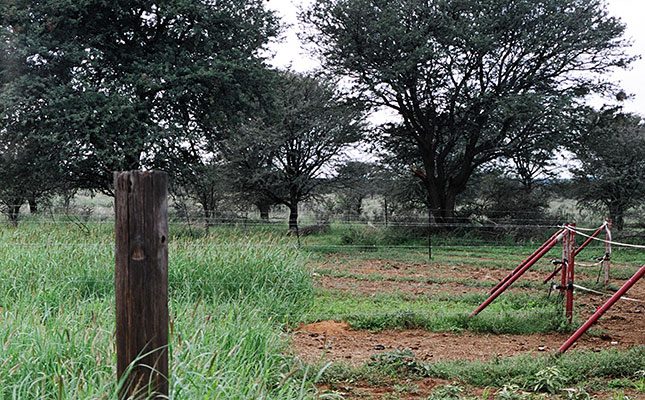 FMD outbreak near Gouda remains contained, quarantine under review