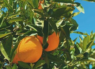 AGOA extension offers relief, but SA’s eligibility hangs in balance oranges