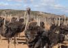 Zimbabwe ostrich industry at a crossroads
