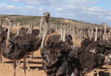 Zimbabwe ostrich industry at a crossroads