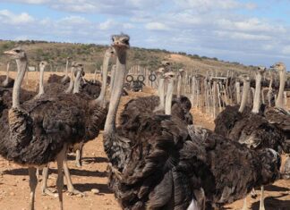 Zimbabwe ostrich industry at a crossroads