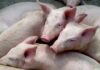 ASF and FMD cases in pigs raise alarm for SA pork industry pigs