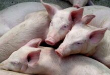 ASF and FMD cases in pigs raise alarm for SA pork industry pigs