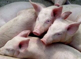ASF and FMD cases in pigs raise alarm for SA pork industry pigs
