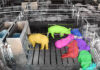 Smarter selection, stronger animals: how AI is changing livestock genetics