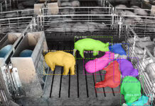 Smarter selection, stronger animals: how AI is changing livestock genetics