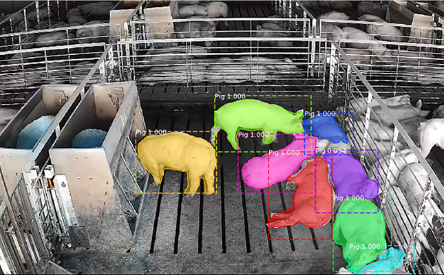 Smarter selection, stronger animals: how AI is changing livestock genetics