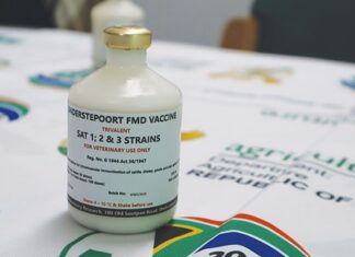FMD vaccine rollout criticised as industry questions years of inaction