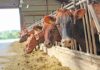 Animal feed industry enters recovery phase