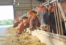 Animal feed industry enters recovery phase