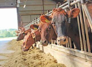 Animal feed industry enters recovery phase