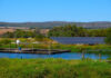 Small is beautiful for budding Overberg trout business