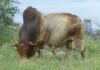 Mark Hook leads revival of Boran, Nkone cattle societies in Zimbabwe