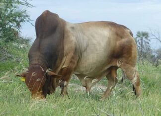 Mark Hook leads revival of Boran, Nkone cattle societies in Zimbabwe