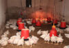 Poultry master plan investments are starting to pay off