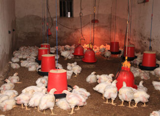 Poultry master plan investments are starting to pay off