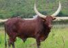 Ankole bull sold for R700 000 at Lasarus Game Farm auction