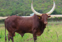 Ankole bull sold for R700 000 at Lasarus Game Farm auction