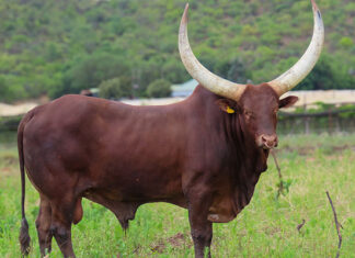 Ankole bull sold for R700 000 at Lasarus Game Farm auction