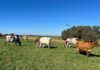 FMD confirmed in Humansdorp amid worsening drought cattle in field eastern cape