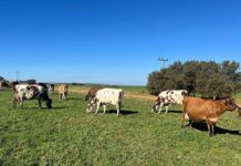 FMD confirmed in Humansdorp amid worsening drought cattle in field eastern cape