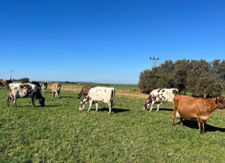 FMD confirmed in Humansdorp amid worsening drought cattle in field eastern cape