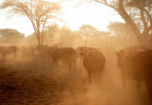 Kuruman farm under quarantine with confirmed FMD case