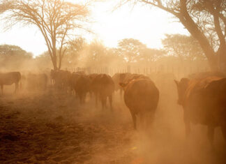 Kuruman farm under quarantine with confirmed FMD case