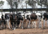 Gauteng scales up FMD vaccination as cases climb to 228