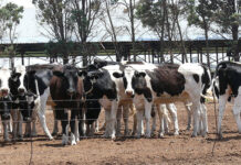 Gauteng scales up FMD vaccination as cases climb to 228