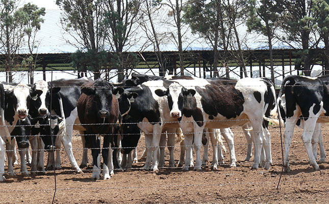 Gauteng scales up FMD vaccination as cases climb to 228